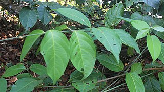 Ayahuasca