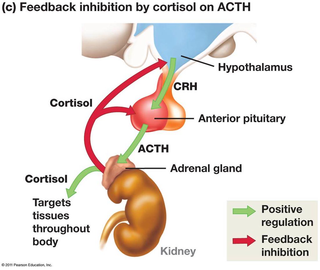 Cortisol