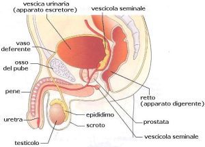 Sintomas de próstata inflamada